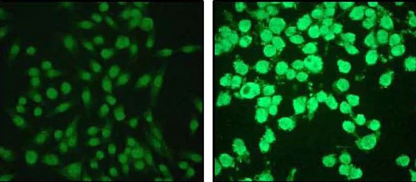 Immunocytochemistry/ Immunofluorescence - Anti-Cleaved Caspase-3 antibody [E83-77] - BSA and Azide free (AB208003)