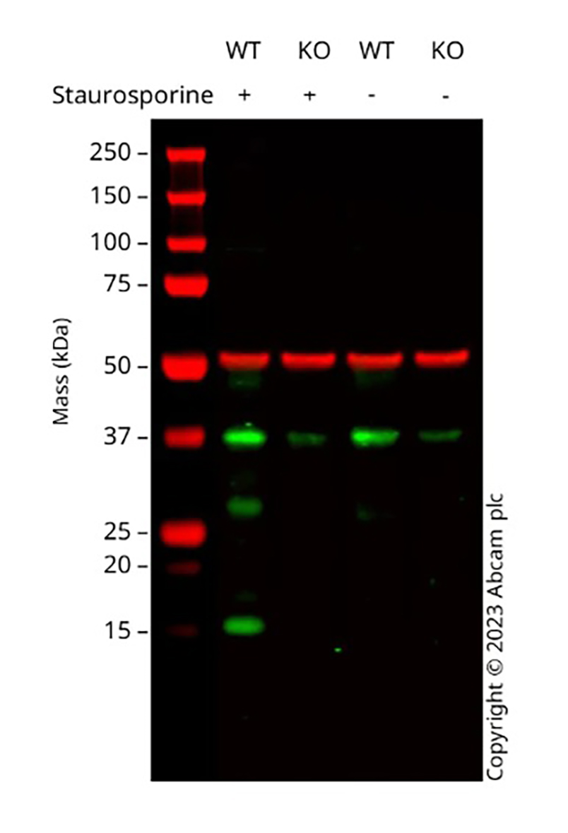 Western blot - Anti-Cleaved Caspase-3 antibody [E83-77] - BSA and Azide free (AB208003)