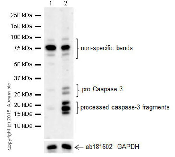 Western blot - Anti-Cleaved Caspase-3 antibody [EPR21032] (AB214430)