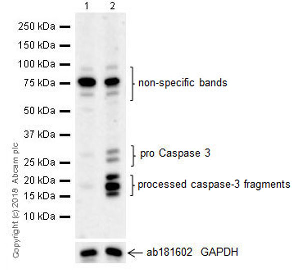 Western blot - Anti-Cleaved Caspase-3 antibody [EPR21032] - BSA and Azide free (AB231289)