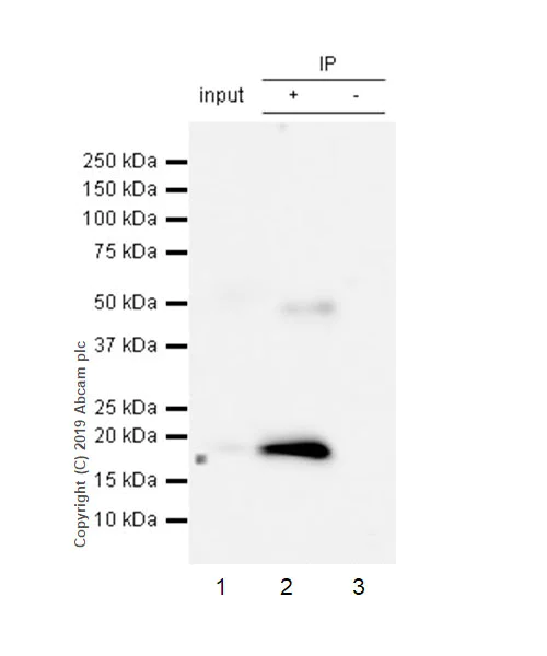 Immunoprecipitation - Anti-Cleaved Caspase-7 antibody [EPR22840-25] (AB256469)