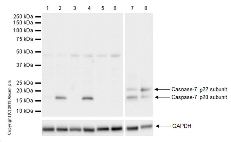 Western blot - Anti-Cleaved Caspase-7 antibody [EPR22840-25] (AB256469), expandable thumbnail