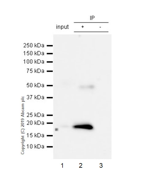 Immunoprecipitation - Anti-Cleaved Caspase-7 antibody [EPR22840-25] - BSA and Azide free (AB256474)