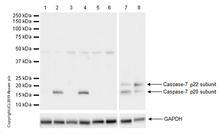 Western blot - Anti-Cleaved Caspase-7 antibody [EPR22840-25] - BSA and Azide free (AB256474)