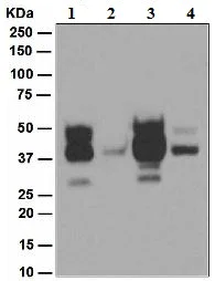Western blot - Anti-Cleaved Lamin A + C (Asp230) antibody [EPR4520-11] (AB133269)