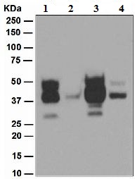 Western blot - Anti-Cleaved Lamin A + C (Asp230) antibody [EPR4520-11] - BSA and Azide free (AB248435), expandable thumbnail