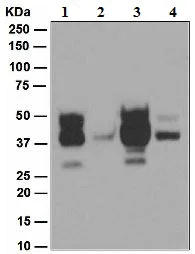Western blot - Anti-Cleaved Lamin A + C (Asp230) antibody [EPR4520-11] - BSA and Azide free (AB248435)