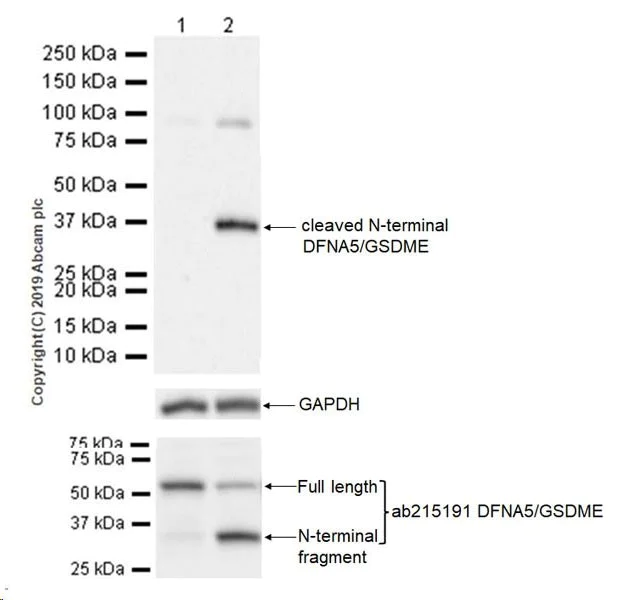 Western blot - Anti-cleaved N-terminal DFNA5 / GSDME antibody [EPR20866-160] - BSA and Azide free (AB256122)