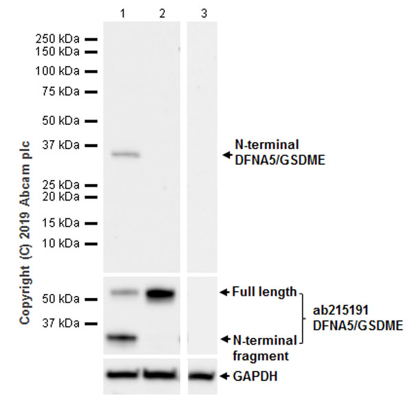 Western blot - Anti-cleaved N-terminal DFNA5 / GSDME antibody [EPR20867-248] - BSA and Azide free (AB256165)