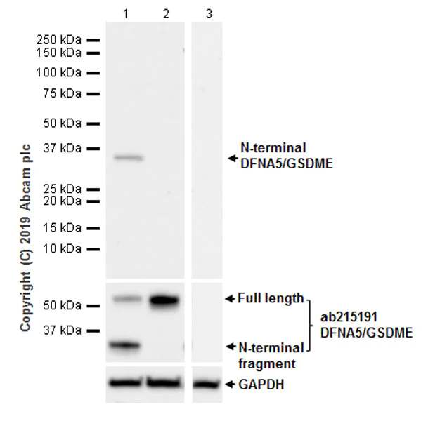 Western blot - Anti-cleaved N-terminal DFNA5 / GSDME antibody [EPR20867-248] - BSA and Azide free (AB256165)