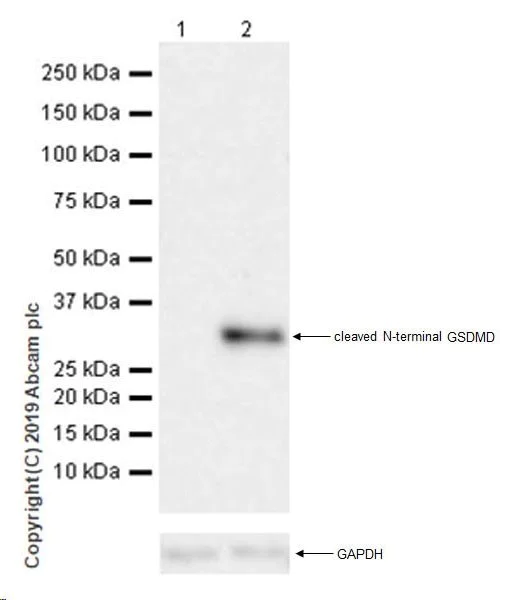 Western blot - Anti-cleaved N-terminal GSDMD antibody [EPR20829-408] (AB215203)