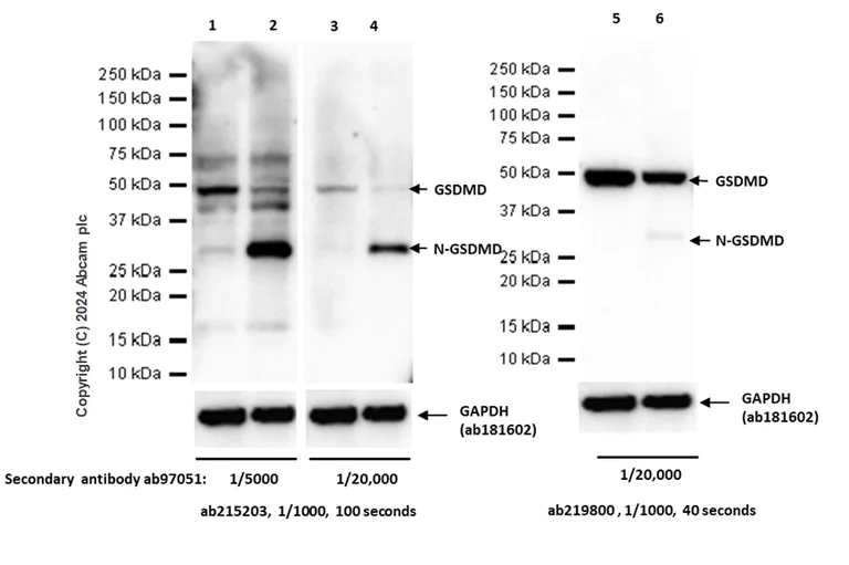 Western blot - Anti-cleaved N-terminal GSDMD antibody [EPR20829-408] - BSA and Azide free (AB255983)