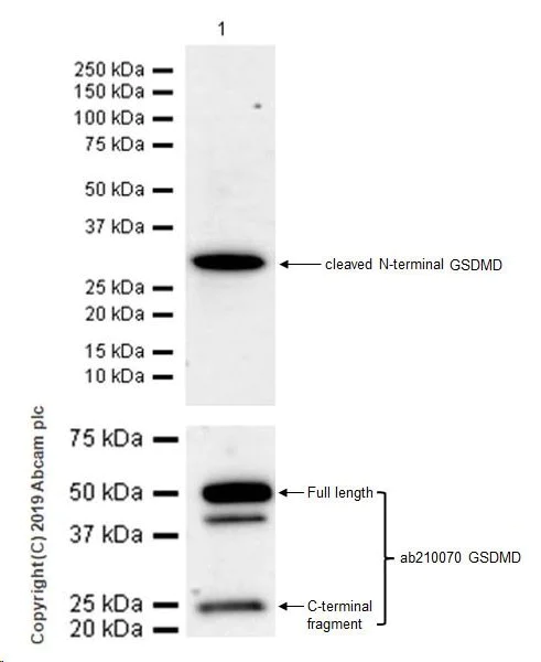 Western blot - Anti-cleaved N-terminal GSDMD antibody [EPR20829-408] - BSA and Azide free (AB255983)