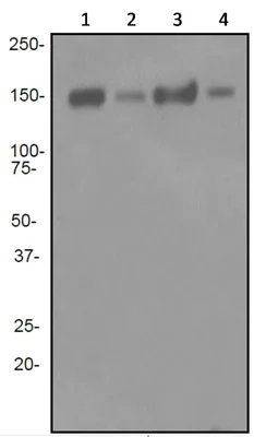 Western blot - Anti-Cleaved NEAS (Asp1185) antibody [EPR3830-17] (AB92373)