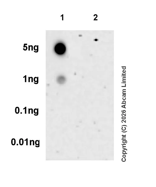 Dot Blot - Anti-Cleaved Notch1 (Val1744) antibody [EPR26110-518] - BSA and Azide free (AB327387)