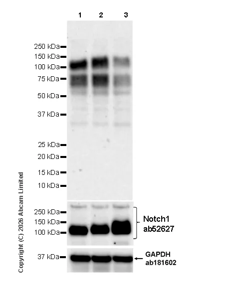 Western blot - Anti-Cleaved Notch1 (Val1744) antibody [EPR26110-518] - BSA and Azide free (AB327387)