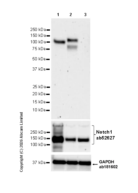 Western blot - Anti-Cleaved Notch1 (Val1744) antibody [EPR26110-518] - BSA and Azide free (AB327387)