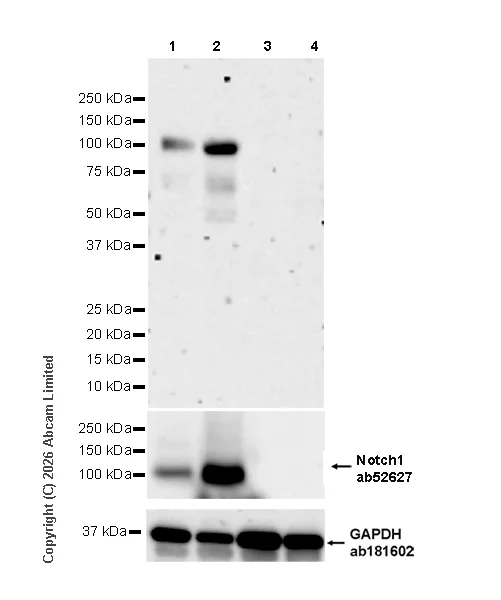 Western blot - Anti-Cleaved Notch1 (Val1744) antibody [EPR26110-518] - BSA and Azide free (AB327387)