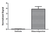 In-Cell ELISA - Anti-Cleaved PARP1 antibody [4B5BD2] (AB110315), expandable thumbnail