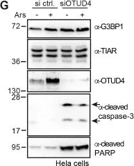 Western blot - Anti-Cleaved PARP1 antibody [4B5BD2] (AB110315)