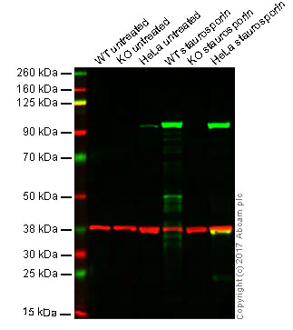 Western blot - Anti-Cleaved PARP1 antibody [4B5BD2] (AB110315)