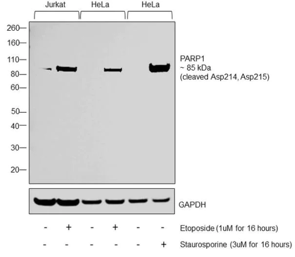 Western blot - Anti-Cleaved PARP1 antibody (AB4830)