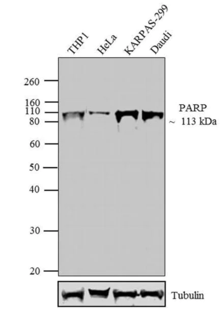 Western blot - Anti-Cleaved PARP1 antibody (AB4830)