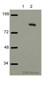 Western blot - Anti-Cleaved PARP1 antibody (AB4830)