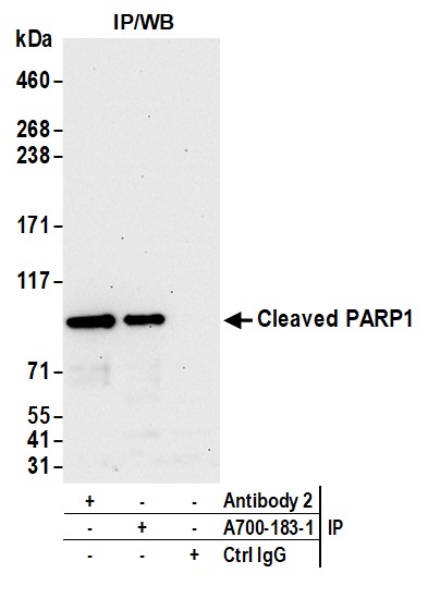 Immunoprecipitation - Anti-Cleaved PARP1 antibody [BLR183J] - BSA free (AB314102), expandable thumbnail