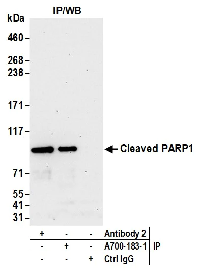 Immunoprecipitation - Anti-Cleaved PARP1 antibody [BLR183J] - BSA free (AB314102)