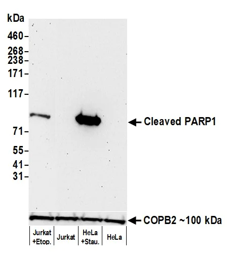 Western blot - Anti-Cleaved PARP1 antibody [BLR183J] - BSA free (AB314102)