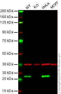Western blot - Anti-Cleaved PARP1 antibody [E51] (AB32064)