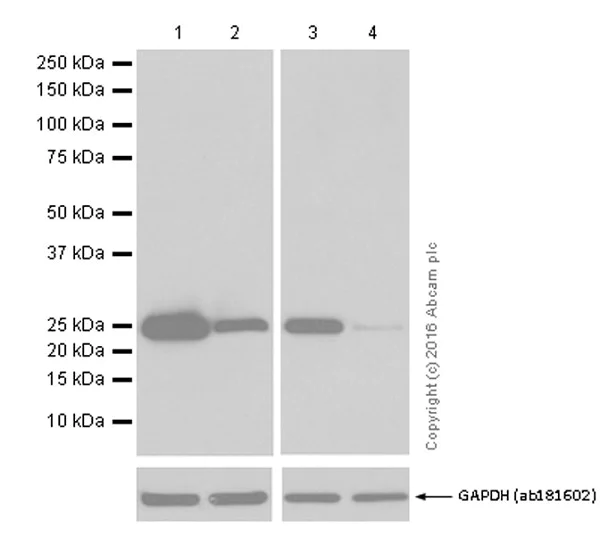 Western blot - Anti-Cleaved PARP1 antibody [E51] (AB32064)