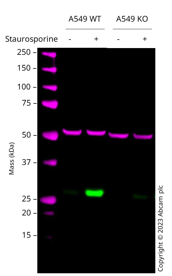 Western blot - Anti-Cleaved PARP1 antibody [E51] (AB32064)