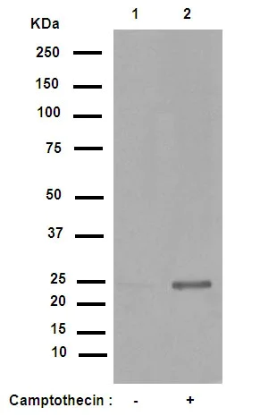 Western blot - Anti-Cleaved PARP1 antibody [E51] (AB32064)