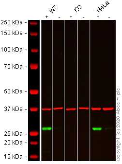Western blot - Anti-Cleaved PARP1 antibody [E51] - BSA and Azide free (AB203467)