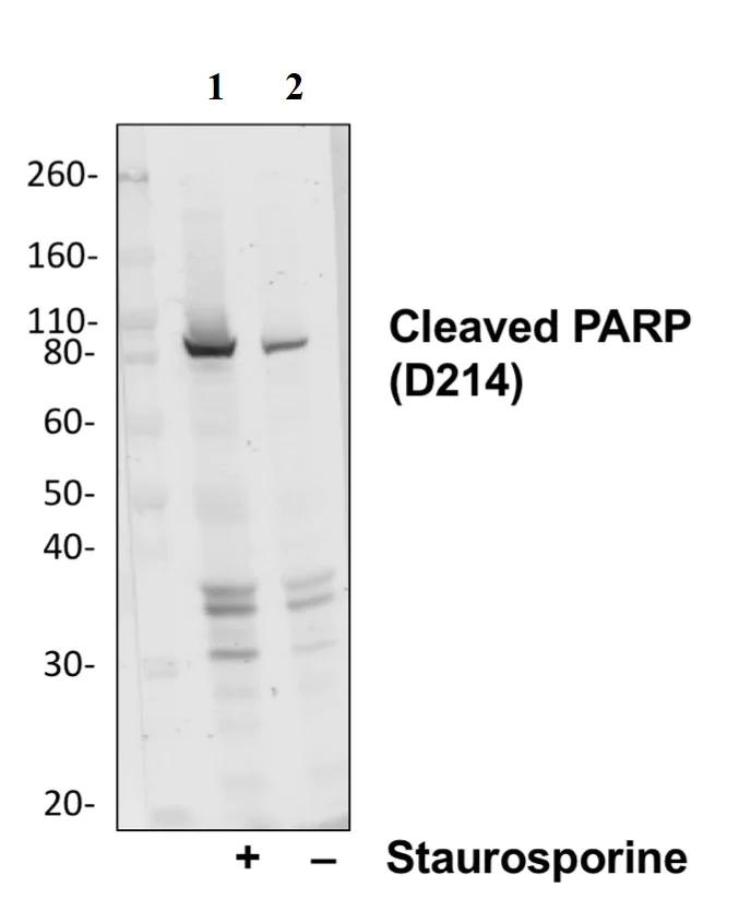 Western blot - Anti-Cleaved PARP1 antibody [PARP-H8] (AB278604)
