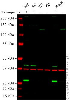Western blot - Anti-Cleaved PARP1 antibody [SP276] - BSA and Azide free (AB272005), expandable thumbnail
