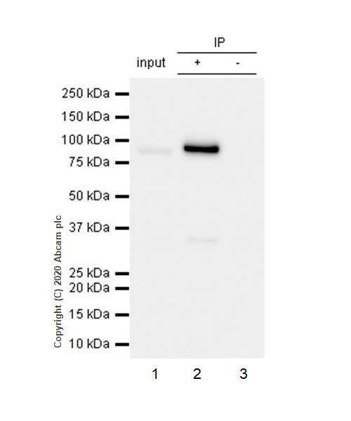 Anti-Cleaved PARP1 antibody [Y34]
