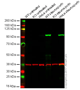 Western blot - Anti-Cleaved PARP1 antibody [Y34] (AB32561)