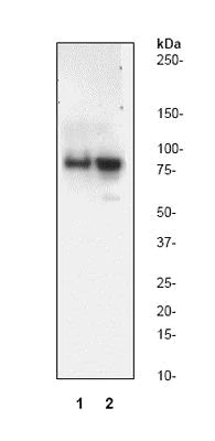 Western blot - Anti-Cleaved PARP1 antibody [Y34] (AB32561)