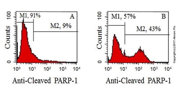 Flow Cytometry (Intracellular) - Anti-Cleaved PARP1 antibody [Y34] - BSA and Azide free (AB219953)