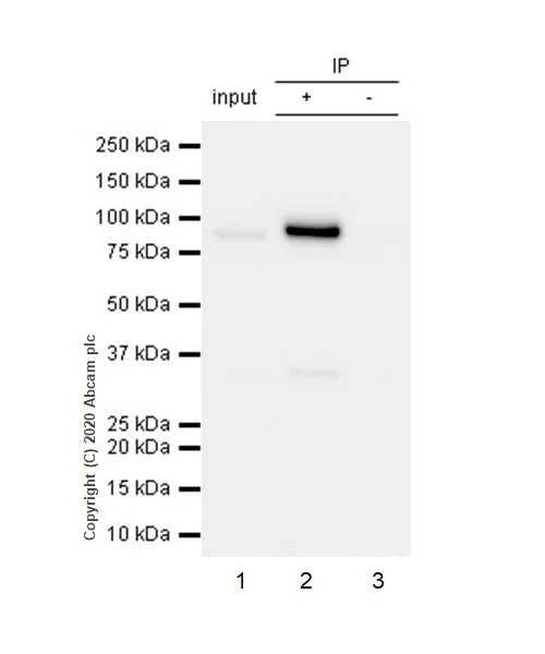 Immunoprecipitation - Anti-Cleaved PARP1 antibody [Y34] - BSA and Azide free (AB219953)