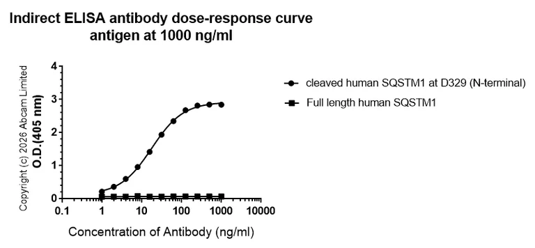 Indirect ELISA - Anti-cleaved SQSTM1 / p62 at D329 (N-terminal) antibody [EPR29289-46] (AB325681)