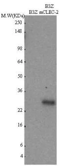 Western blot - Anti-CLEC-2 antibody [17D9] (AB90542)