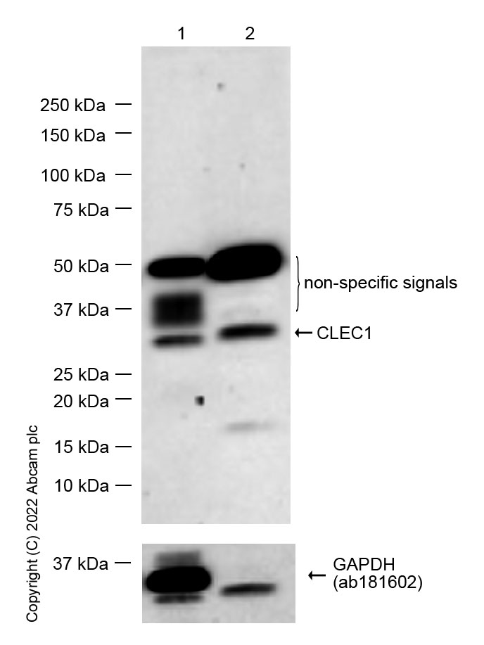 Western blot - Anti-CLEC1 antibody [EPR27402-62] (AB308635), expandable thumbnail