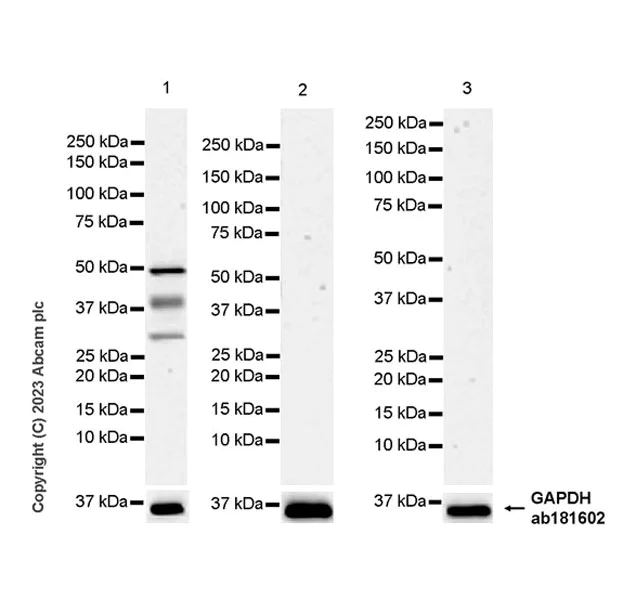 Western blot - Anti-CLEC1 antibody [EPR27402-62] - BSA and Azide free (AB308636)