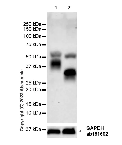 Western blot - Anti-CLEC1 antibody [EPR27402-62] - BSA and Azide free (AB308636)