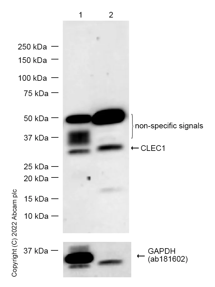 Western blot - Anti-CLEC1 antibody [EPR27402-62] - BSA and Azide free (AB308636)