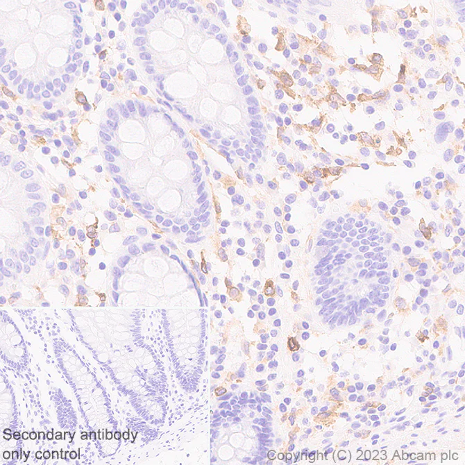 Immunohistochemistry (Formalin/PFA-fixed paraffin-embedded sections) - Anti-CLEC10A antibody [EPR27400-166] (AB315086)